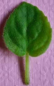 Much of that acceptance is due to the ease of propagation. What Are The Different Leaf Types Of African Violet Plants Spooned African Violet Leaf African Violets African Violets Plants African Violet Care