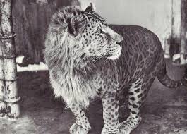 Hayvanlar Aleminden Daha Once Duymadiginiz 10 Melez Hayvan Rare Animals Unique Animals Weird Animals
