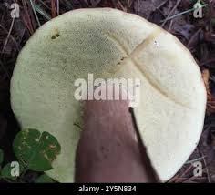 Image result for Boletus separans
