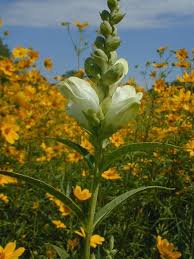 Image result for Blotiella glabra