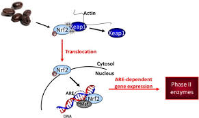 Coffee machines for home nzymes antioxidant complex. Potential Antioxidant Response To Coffee A Matter Of Genotype Sciencedirect