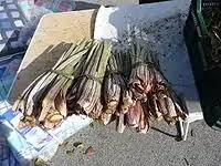 Image result for Cirsium  buchwaldii