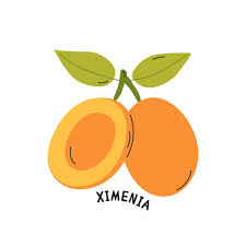 Image result for Ximenia