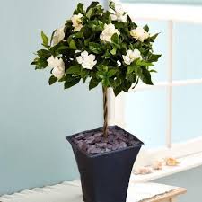 We can also make any pleaches for you. Magnificently Fragranced Topiary Standard Gardenia Tree In Bud And Bloom Special Deals Garden Plants