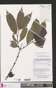 Image result for Lasianthus kilimandscharicus