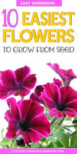 10 Easy Flowers To Grow From Seeds Easiest Flowers To Grow Planting Flowers From Seeds Flower Seeds