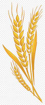 Download Svg Freeuse Library Barley Vector Spike Wheat Wheat Clipart Hd Png Download Vhv