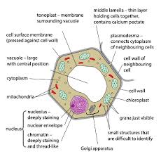 Jul 01, 2021 · the optical parts of the microscope are used to view, magnify, and produce an image from a specimen placed on a slide. Gce Cie Biology Animal And Plant Cell Structures Photomicrographs Biology Gce Cie Cell Structure Plant Cell Animal Cell