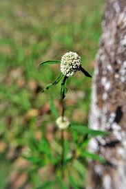 Image result for Spermacoce verticillata