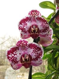 We did not find results for: The Best Plants To Place In East West North And South Facing Windows House Plant Care House Plants Window Plants