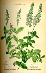 Flora Von Deutschland österreich Und Der Schweiz 1885 Pdf Pin By Niusha Ptashka On Botanical Illustration In 2020 Botanical Drawings Botanical Illustration Herbs Illustration