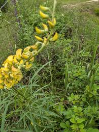 Image result for Crotalaria natalitia