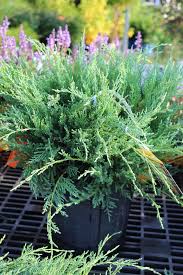 Plant a grey owl juniper shrub that is a slow growing evergreen bush, juniperus virginiana 'grey owl' and add an unusual color of gray to your garden, a color that seems to match the fall and winter landscape, that will provide a green color all winter in new york, illinois and texas. Juniper Grey Owl 3 Gallon Pot Wilson S Garden Center