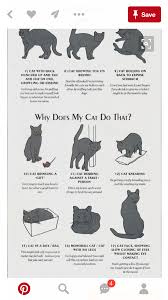 pin by trisha seaton on mr kitty cat behavior cat facts