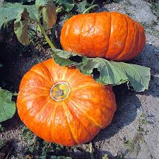 Image result for Cucurbita