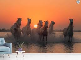 Trova immagini stock hd a tema camel sunset african desert driver oil e milioni di altre foto, illustrazioni e contenuti vettoriali stock royalty free nella vasta raccolta di shutterstock. Photo Wallpaper Sunset In Camargue Shop Now