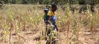 Un Boosts Humanitarian Appeal To Help Tackle Zimbabwe's 'Worst-Ever' Hunger  Crisis | | Un News