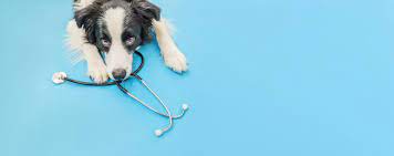 Pet wellness clinic near me. Community Spotlight Pet Wellness Clinics Andy Mohr Toyota