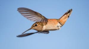 A few other flowers to consider during the colorado summer are Backyard Hummingbirds Audubon Rockies