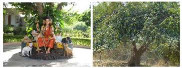 Sacred Fig (Ficus religiosa) It is true... - Health and Ayurveda | فيسبوك