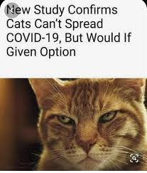 Features cute and funny tiktok cats and cat memes to make you laugh. 25 Funny Cat Memes Live One Good Life