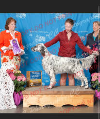 The search tool above returns a list of breeders located nearest to the zip or postal code you enter. Violet Hill English Setters English Setter Breeder In Spruce Pine Nc