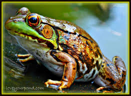 Once set out, the traps will naturally pique the curiosity of any nearby frogs and they'll get stuck in the glue lastly, i'd treat as much of the yard as is needed with the pest rid as well focusing on all the common tree frog haunts. Frogs And Backyard Water Garden Ponds Full Service Aquatics
