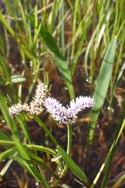 Image result for Aponogeton junceus