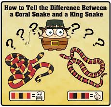 How To Tell The Difference Between A King Snake And A Coral Snake Coral Snake Snake Snake Venom