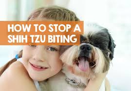 Professional dog trainer's ultimate puppy training program to solve puppy training issues. How To Stop A Shih Tzu Biting 12 Methods To Stop Puppy Bites