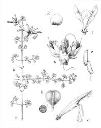 Image result for Anisotes formosissimus