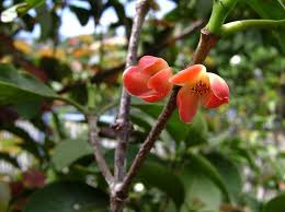 Image result for Garcinia acutifolia