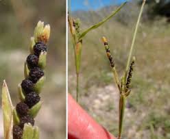 Image result for Hackelochloa granularis