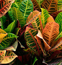Les variétés bigarrées doivent être placées dans un endroit lumineux pour éviter que les feuilles ne redeviennent vertes. Les Meilleurs Conseils De Culture Et D Entretien Du Croton D Interieur