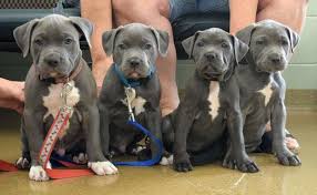 Riverside drive, elmhurst, illinois 60126 phone: Elmhurst Animal Care Center 850 S Riverside Dr Elmhurst Il 60126 Usa