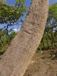 Image result for Uapaca