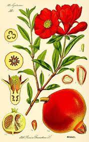 Image result for Punica granatum