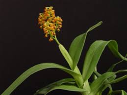 Image result for Polystachya undulata