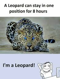 I M A Leopard Crazy Funny Memes Really Funny Memes Funny Pictures