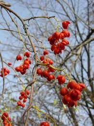 Hercules and diane bittersweet is primarily grown for its highly ornamental fruit. 14 Celastrus Ideas Bittersweet Plants Shrubs