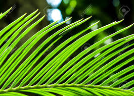 More images for pinnately compound leaf » The Fronds Pinnately Compound Leaves Of Cycas Revoluta Thunb Stock Photo Picture And Royalty Free Image Image 109745004