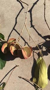 Image result for Combretum collinum