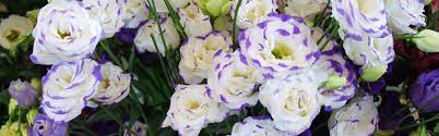 We did not find results for: Eustoma From Holland Wholesale