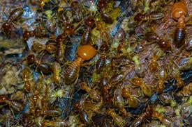 There are octopi that blend in perfectly with sandy ocean floors, insects that look just like leaves and fish that resemble oceanic plants. Termites Insects In Colony Over Wood Inside Of The Amazon Rainforest Stock Photo Picture And Royalty Free Image Image 80453756