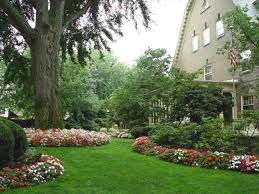 Image result for Impatiens shirensis