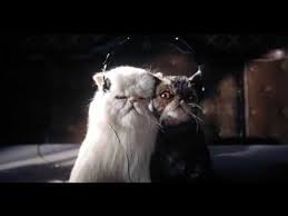 comme chiens et chats vf chien chat chien chat