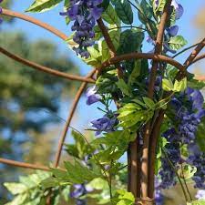 Wisteria Umbrella Plant Support Harrod Horticultural Wisteria Plants Wisteria Tree