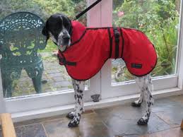 English Pointer In A Bone Dry Standard Waterproof Dog Coat In Red With Red Polar Fleece Liner Black Trim Black Webbi Waterproof Dog Coats Dog Coats Dog Wear