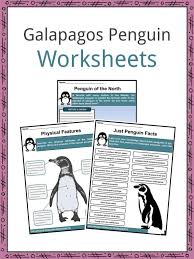 Galapagos penguins are among the smallest of all penguin species. Galapagos Penguin Facts Worksheets Taxonomy For Kids