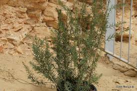 Image result for Suaeda monoica